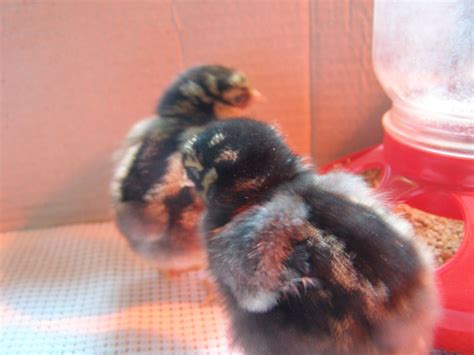 Gold Laced Wyandotte Chicks- Day 3 | Gold laced wyandotte, Chickens, Chicks