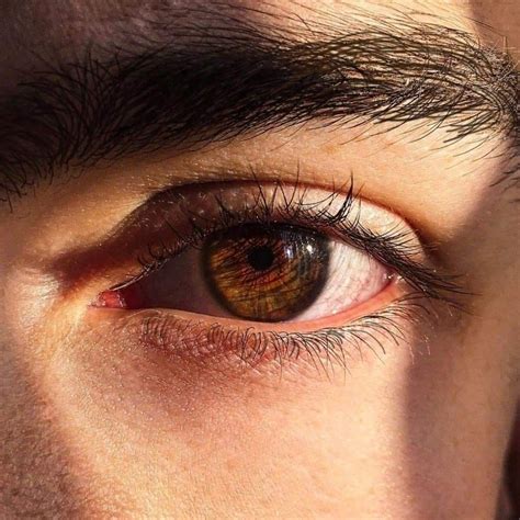 brown eyes | Mooie ogen, Ogen, Oren