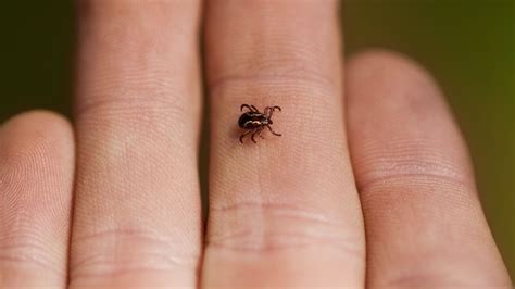 Nem úgy csíp a kullancs, ahogy azt sokan gondolják | 24.hu