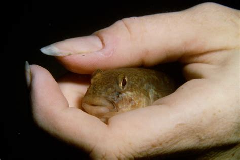 I Speak for the Fish: How the round goby changed the Great Lakes, twice ...