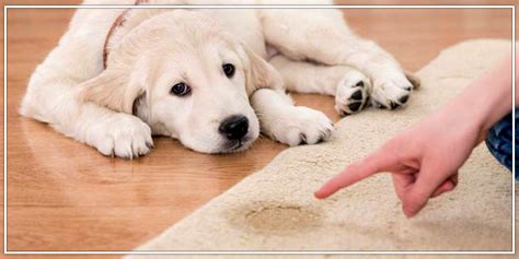 15 Most Important Puppy Questions to ask – Pawsindia