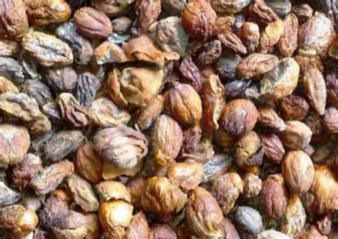 kementerian pertanian direktorat jenderal perkebunan pala