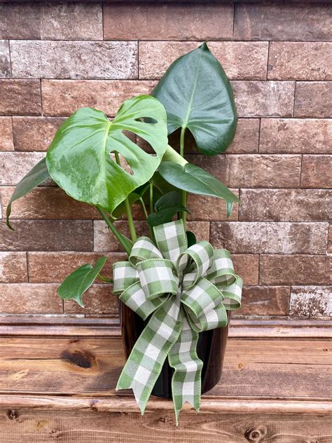 split leaf monstera trimble funeral homes