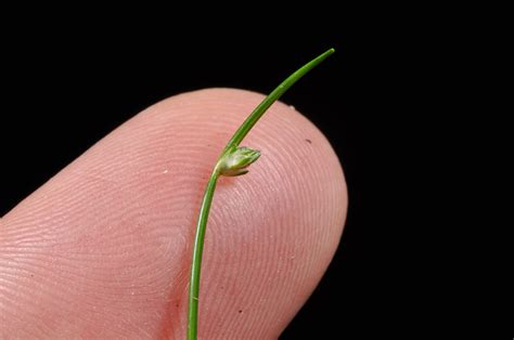 Isolepis plant1 (Cyperaceae) image 149412 at PhytoImages.siu.edu