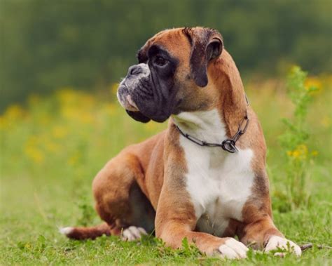 13 Dog Breeds With UNDERBITES: (+ Photos) – The Puppy Mag