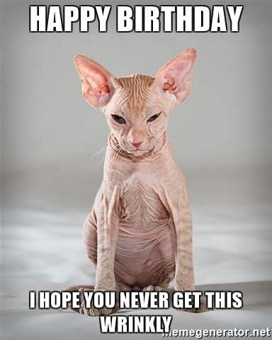 Funny Sphynx Cat Memes