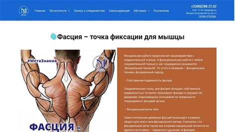 Фасция – точка фиксации для мышцы