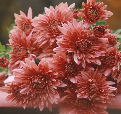 Buy Heirloom Chrysanthemums at David Delarosa blog