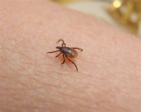 Dogs in Benzie test positive for tick transmitted diseases