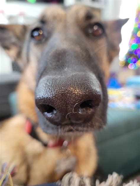 Boop the snoot : r/germanshepherds