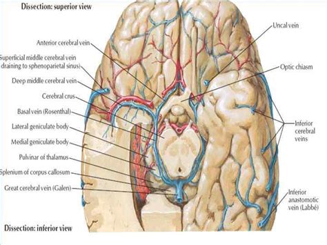 Синусы твердой мозговой оболочки sinus durae matris
