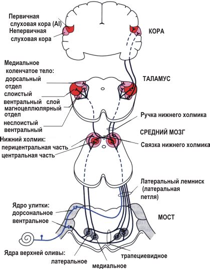 Рис. 36.12(fis). Центральные слуховые пути