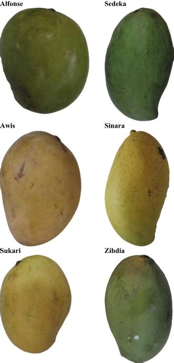 types  mangoes  hindi