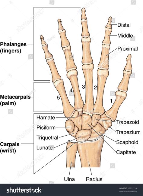 Human Hand Bones Labeled Stock Illustration 15311329 | Shutterstock