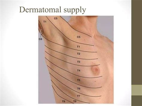 Pectoral region | PPT