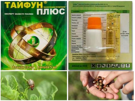 Эффективные средства от колорадского жука на картошке