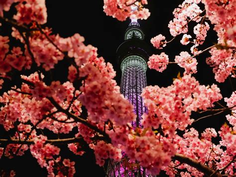 Cherry Blossoms in Japan: A Guide to Festivals, Seasons, and Traditions
