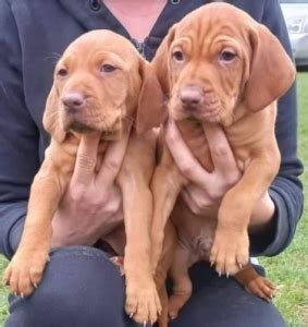 Magyar Vizsla