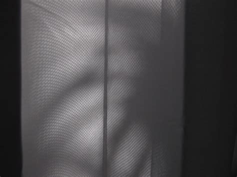 shadow   plant  photo  freeimages