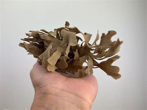 Unique Dried Seaweed Unique Piecse Beach Crafts Seaweed for | Etsy UK