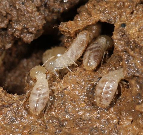 What are Subterranean Termites? - Nvirotect Pest Control