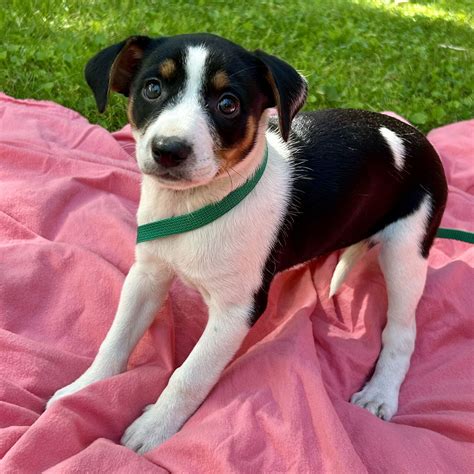 Dog for Adoption - Chessie - Fawn Litter, a Jack Russell Terrier in