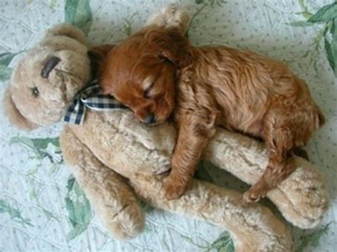 20 Puppies Cuddling With Their Stuffed Animals During Nap Time | Puppy ...