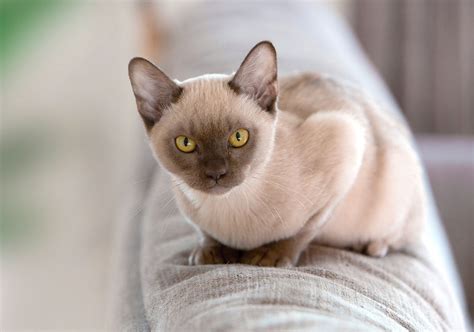 Burmese : origines, caractère, santé et alimentation - Blog Ultra ...
