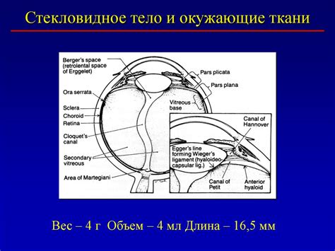 Стекловидное тело. Физиология, патология, лечение глаз - презентация онлайн
