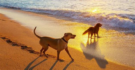 yellow dog names