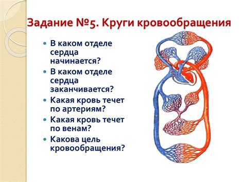 Движение крови в организме. Органы кровообращения - презентация онлайн