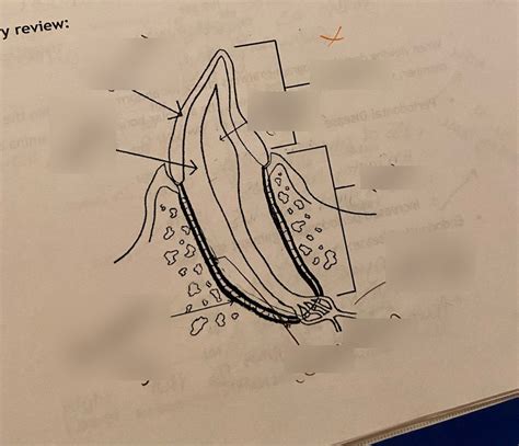tooth diagram Diagram | Quizlet