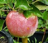 Cortland Apple – Kelly Tree Farm