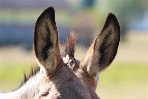 Long ears of a donkey stock image. Image of outdoors - 124792307