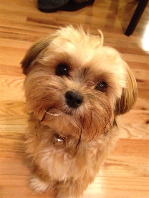 Shih Tzu Yorkie Dog