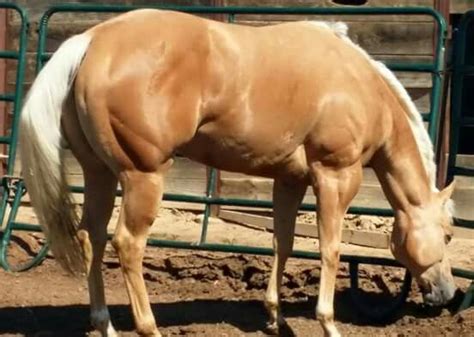 Palomino Horse in 2023 | Quarter Horse