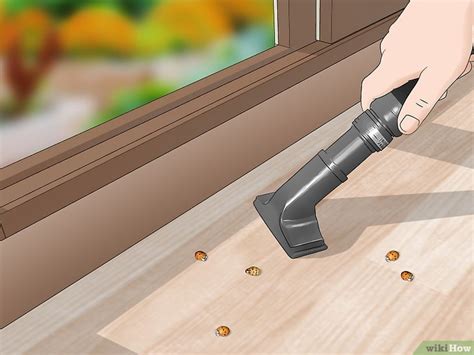 how to get rid of asian lady beetles outside