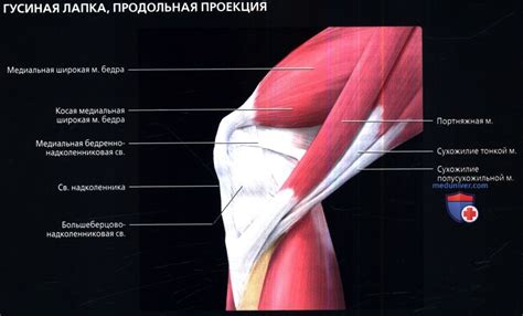 Медиальные поддерживающие структуры коленного сустава