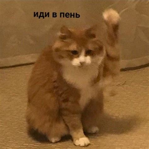Пин на доске Мемы | Веселые мемы, Мемы, Кошачьи цитаты
