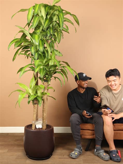 6-8ft Mass Cane – Dahing Plants
