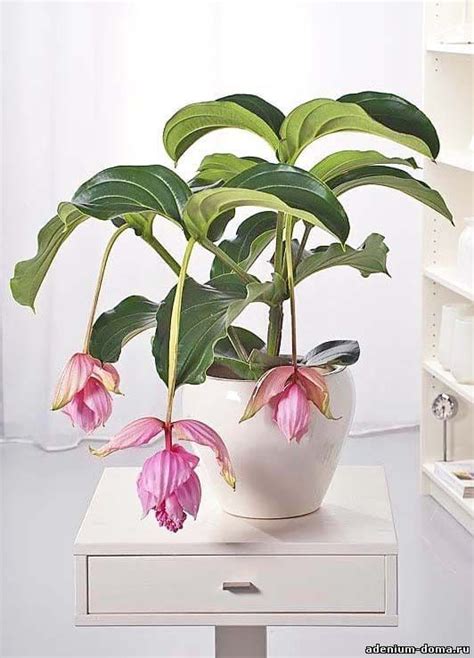 Medinilla MAGNIFICA (Мединилла) - Декоративно цветущие - Интернет ...