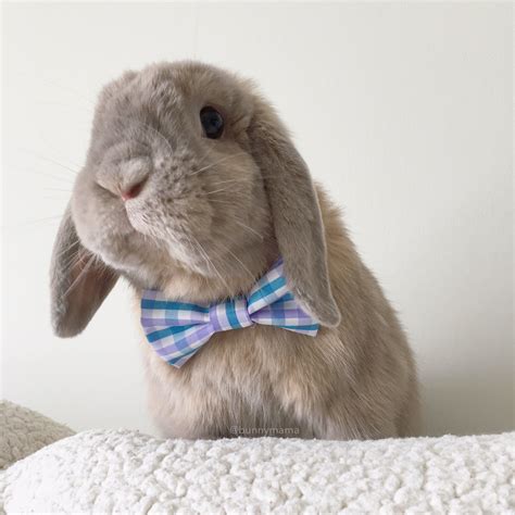 Bunnymama on Twitter: "Ready for my date https://t.co/eTGBGcWYwm"