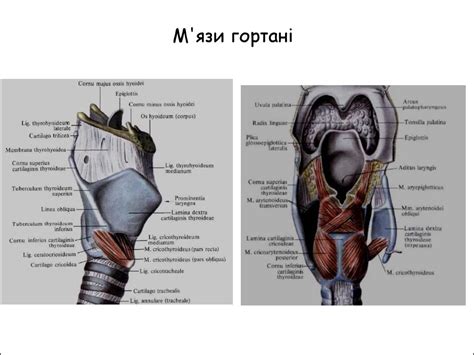Будова та розвиток дихальної системи - презентация онлайн