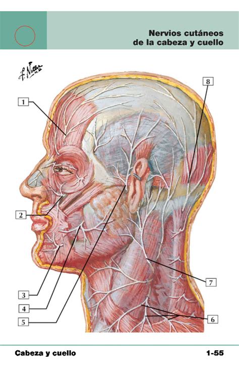 Anatomía De Los Nervios Del Cuello Anatomía Guía THANC