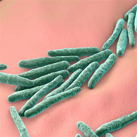 Leprosy Bacteria