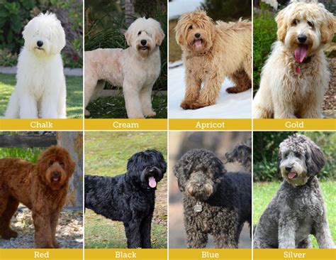 Australian Labradoodles Have Two Types of Coats and Sixteen Different ...