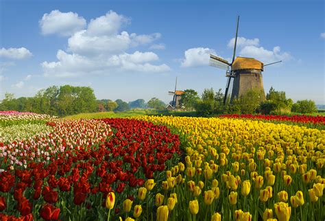 Plants & Nations: The Netherlands - CGTN