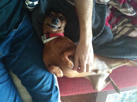 Tickle belly : r/MiniaturePinscher