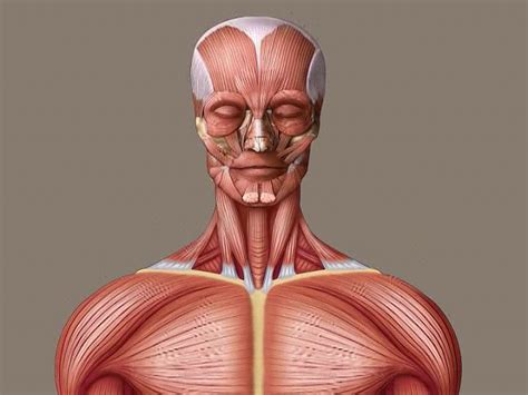 human muscle system facts britannica