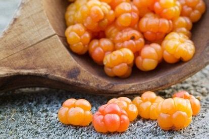 Wild Berry Season in Finland 2025 - Rove.me
